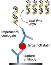 Chimera-Follistatin-Abb2