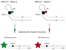 BMG-Amplifluor-Fig-1