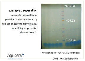 AgriSera-WesternBlot-Abb3