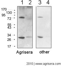 AgriSera-WesternBlot-Abb6