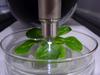 Kaltes Plasma soll die mikrobiologische Sicherheit von Obst und Gemüse erhöhen_1