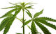 Cannabis Genome