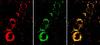 Fewer animal experiments thanks to nanosensors