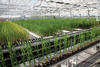 Increased crop yield through better insight in molecular networks