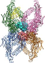 Estructura tetramérica de la alfa2-macroglobulina
