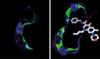 New Agent against Tropical Parasites