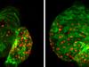 Finished heart switches stem cells off