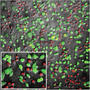 Mit Lasern und Gold-Nanopartikeln Zellen gezielt selektieren