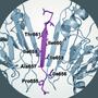 Anchoring proteins influence glucose metabolism and insulin release