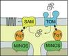 Protein complex MINOS
