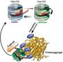 Mechanismus der Proteinaggregatauflösung