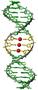 Forscher haben DNA mit winzigem Draht versehen