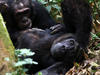 Chimpanzees grooming each other