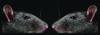 Sniffing Behavior Communicates Social Hierarchy