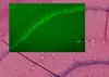 Cold-blooded research has hearts thumping