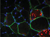 Uncleaned cells mean weak muscles