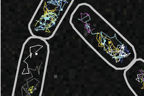 Ein Chromosom ist kein Zufallsknäuel