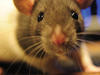 Rats have a double view of the world