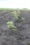 Black locust showing promise for biomass potential