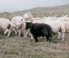 blacksheep