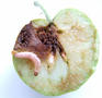 Apfelwickler