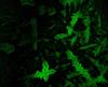 Nachwuchswissenschaftlerin der TU Ilmenau bringt Licht ins Dunkel biologischer Wechselwirkungen