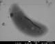 Bakterien stellen magnetische Nanopartikel reiner her als Labore