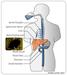 MDC Researchers and Clinical Partners Identify Mediator of Blood Pressure Regulation in the Liver 